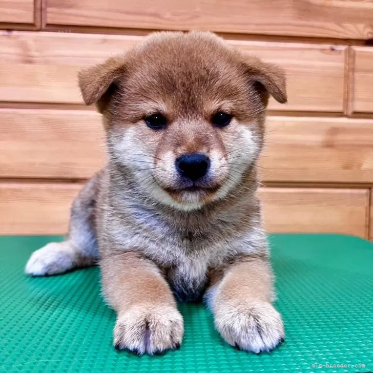 柴犬(標準サイズ)【青森県・男の子・2024年9月7日・赤】の写真1「兄妹達とすくすく成長しています♡」