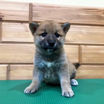 柴犬(標準サイズ)【青森県・男の子・2024年4月6日・赤】の写真「小ぶりなパパとママから産まれた次男坊♪」