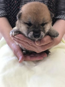 柴犬(標準サイズ)【青森県・男の子・2020年5月8日・赤】の写真「イケメンな男の子🐶💕」