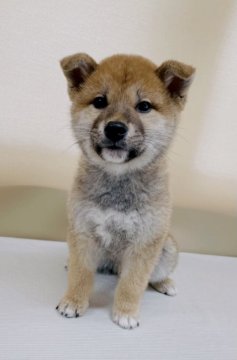 柴犬(標準サイズ)【青森県・男の子・2020年11月12日・赤】の写真「1/18撮影
お耳が立ってきました💕」