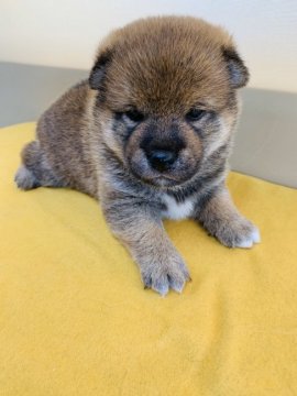 柴犬(標準サイズ)【青森県・女の子・2020年3月25日・赤】の写真「とても可愛いらしい女の子😊💕」