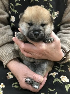 柴犬(標準サイズ)【青森県・男の子・2020年11月12日・赤】の写真「可愛らしい男の子💕」