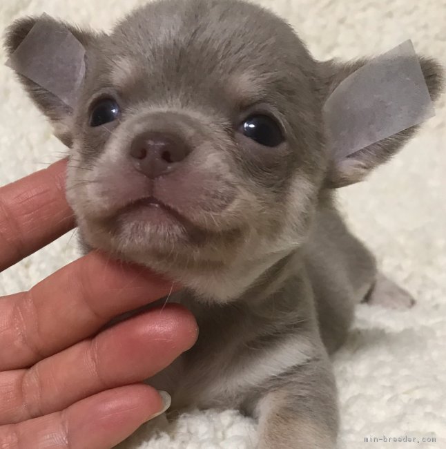 チワワ スムース 男の子 イザベラタン 17 11 06生まれ 大阪府 子犬id 1712 とってもレアカラーです みんなのブリーダー