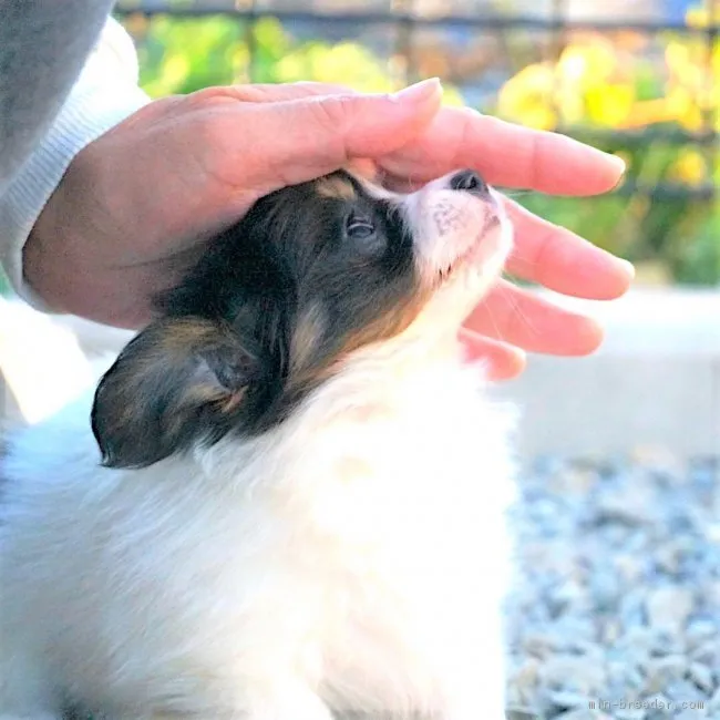 なな 様のお迎えした子犬