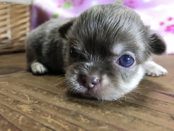 チワワ ロング 女の子 イザベラ 18 07 03生まれ 兵庫県 子犬id 1807 039 美しい毛色の女の子 みんなのブリーダー