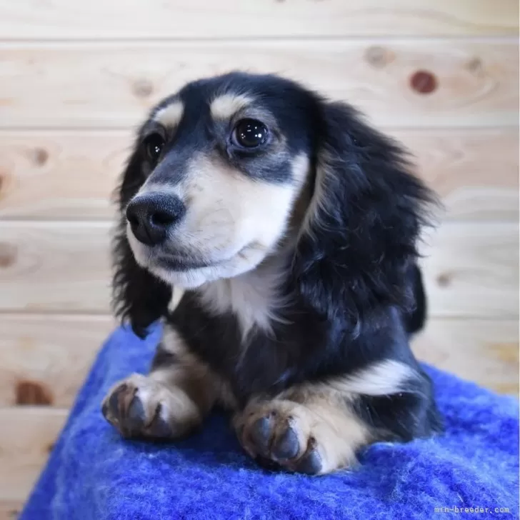 パピーちゃん 様のお迎えした子犬