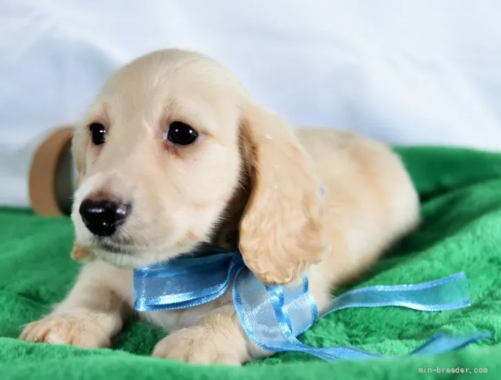 ケンシロウ 様のお迎えした子犬