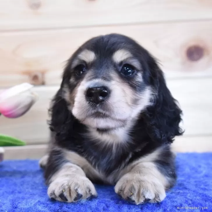 ルイ 様のお迎えした子犬