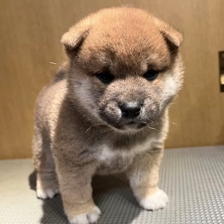 柴犬(標準サイズ)【埼玉県・男の子・2025年1月6日・赤】の写真1「今は狸でも、立派な柴犬になります。」