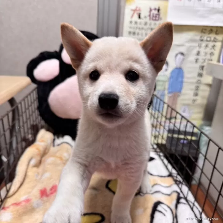 柴犬(標準サイズ)【長野県・男の子・2024年9月15日・白、クリーム】の写真1「とても可愛い子ですよキリッとしたお顔になって来ましたよ」