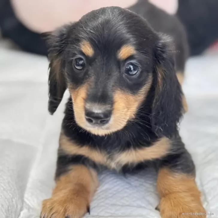 ピーちゃん 様のお迎えした子犬