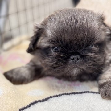 ペキニーズ【長野県・男の子・2024年10月19日・フォーン】の写真「久しぶりのペキちゃんです」