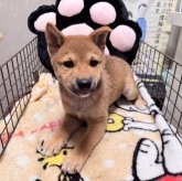 柴犬(標準サイズ)