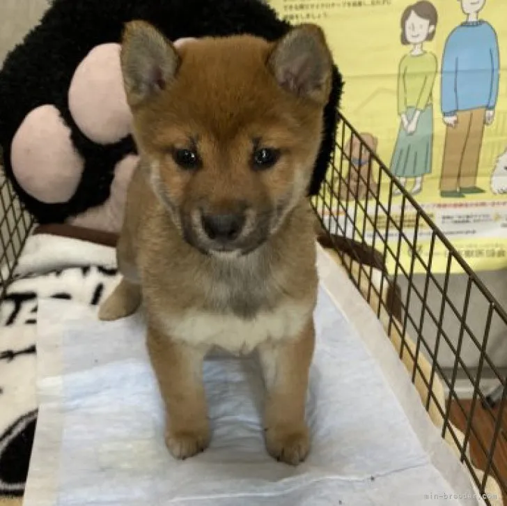 柴犬(標準サイズ)【長野県・男の子・2023年3月6日・赤】の写真1