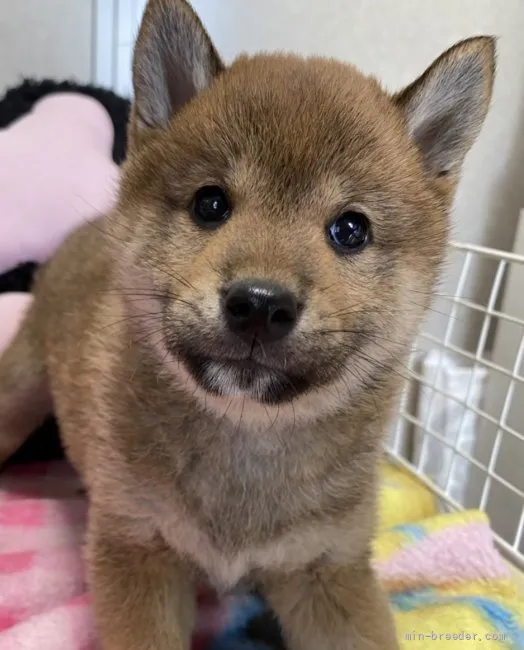 柴犬(標準サイズ)【長野県・女の子・2022年1月10日・赤】の写真1「2／23日撮影」