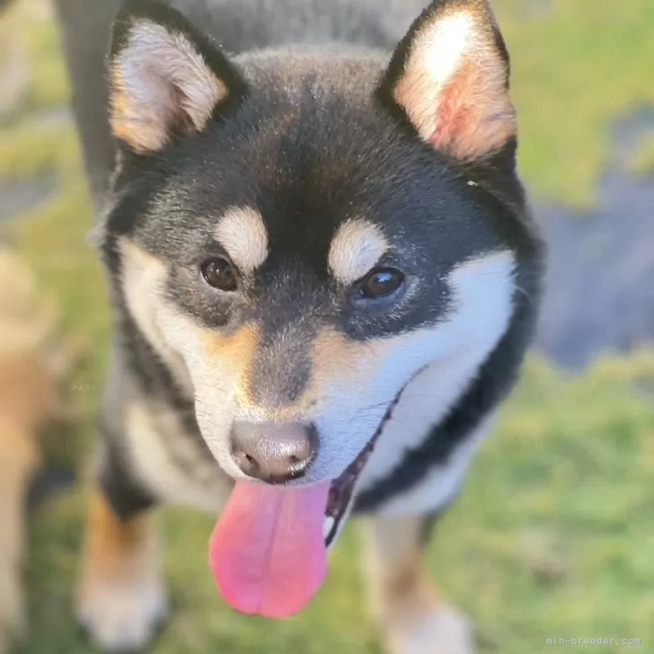 柴犬(標準サイズ)【長野県・男の子・2023年3月6日・黒】の写真1「元気はつらつです」