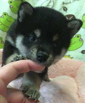 柴犬(標準サイズ)【長野県・女の子・2017年7月3日・黒】の写真「今はまだ目が開いてませんがしっかりした子です。」