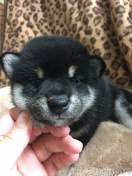 柴犬(標準サイズ)【長野県・男の子・2017年8月24日・黒】の写真「とても良いお顔の子です。」