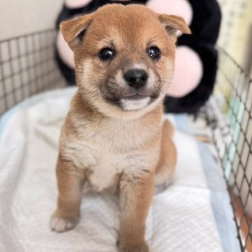 柴犬(標準サイズ)【長野県・女の子・2024年9月1日・赤】の写真「段々と動きがでて可愛い子になって来ました」