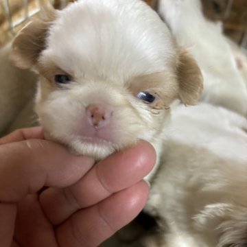 狆(チン)【長野県・男の子・2024年10月4日・白茶】の写真「綺麗なお色です」