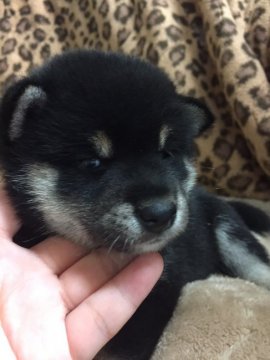 柴犬(標準サイズ)【長野県・男の子・2017年8月24日・黒】の写真「とても良いお顔の子です。」