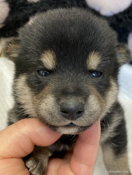 柴犬【長野県・男の子・2023年9月5日・黒】黒の子はこの子のみです