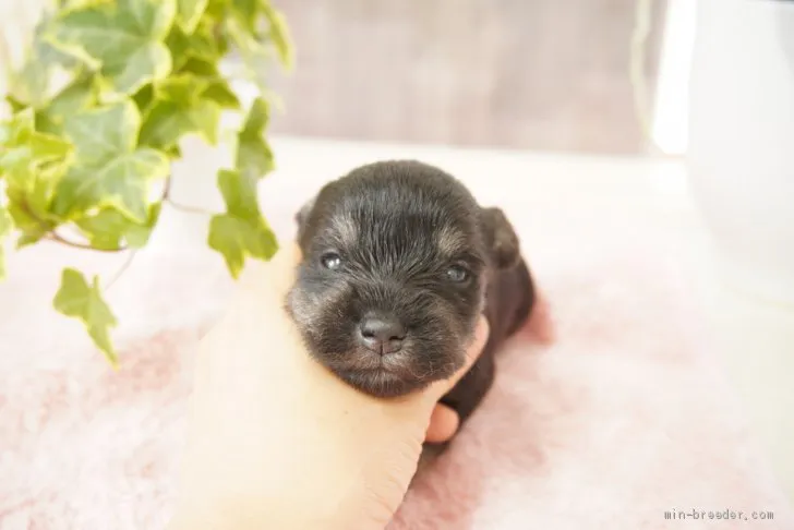R.U 様のお迎えした子犬