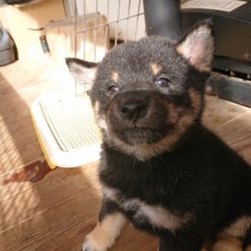 柴犬(標準サイズ)【広島県・男の子・2024年10月1日・黒 クロ】の写真「成長とともによく遊ぶようになりました。」