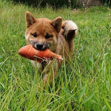 柴犬(標準サイズ)【広島県・男の子・2024年2月14日・赤  茶色 赤ゴマ】の写真「キリリとしたカッコいいワンちゃんです。」