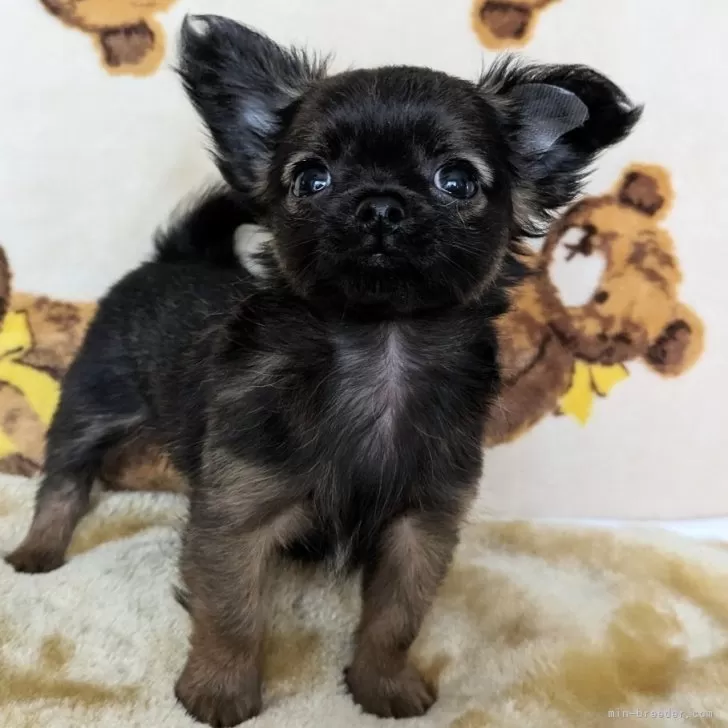 みち 様のお迎えした子犬