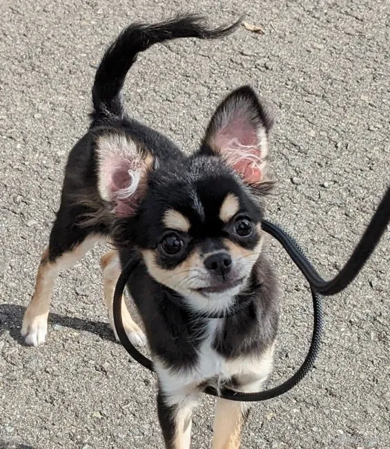 まき 様のお迎えした子犬