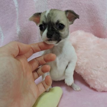 チワワ(スムース)【宮城県・女の子・2019年6月4日・ホワイト&クリーム】の写真「カラーがキュートな女の子♡」