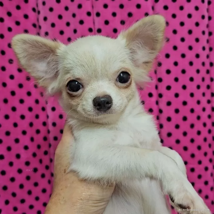 ミツ 様のお迎えした子犬