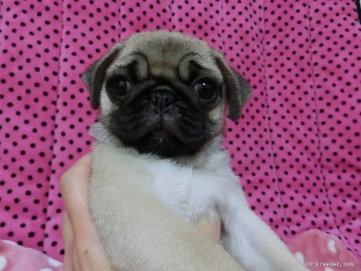 ふくちゃん 様のお迎えした子犬