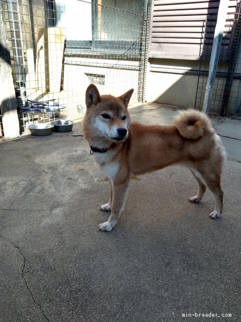 北村宏ブリーダーのブログ みんなのブリーダー カテゴリ 繁殖引退犬