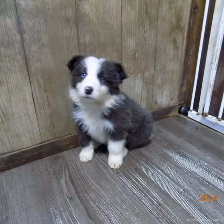 Y 様のお迎えした子犬