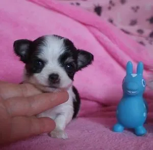 チワワ(ロング)【静岡県・女の子・2014年2月2日・ブラック&ホワイト】の写真3