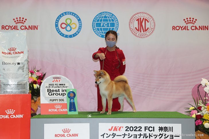 千葉県 林 千晴 はやし ちはる ブリーダー みんなのブリーダー