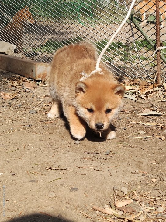 千葉県 林 千晴 はやし ちはる ブリーダー みんなのブリーダー