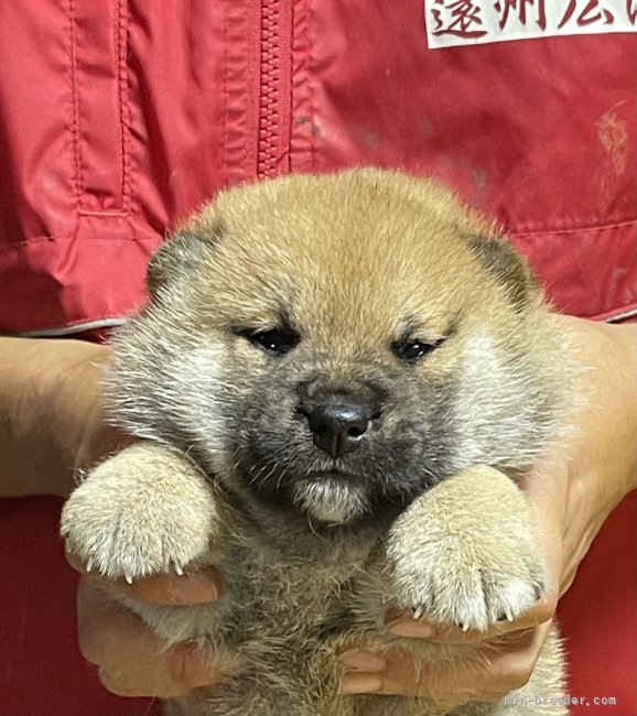 柴犬 千葉県 男の子 21年9月10日 赤 家庭犬から展覧会までこなします本格派可愛い雄子犬 みんなのブリーダー 子犬id 2109