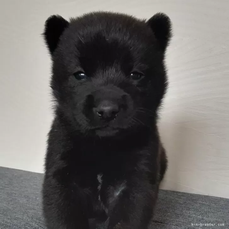 クゥ 様のお迎えした子犬