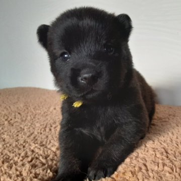 甲斐犬【宮城県・女の子・2024年11月13日・中虎毛】の写真「おっとりしている女の子🐶」