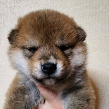 柴犬(標準サイズ)【宮城県・男の子・2024年11月29日・赤毛】の写真「オスらしいお顔の子です」