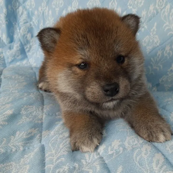 ぷく 様のお迎えした子犬