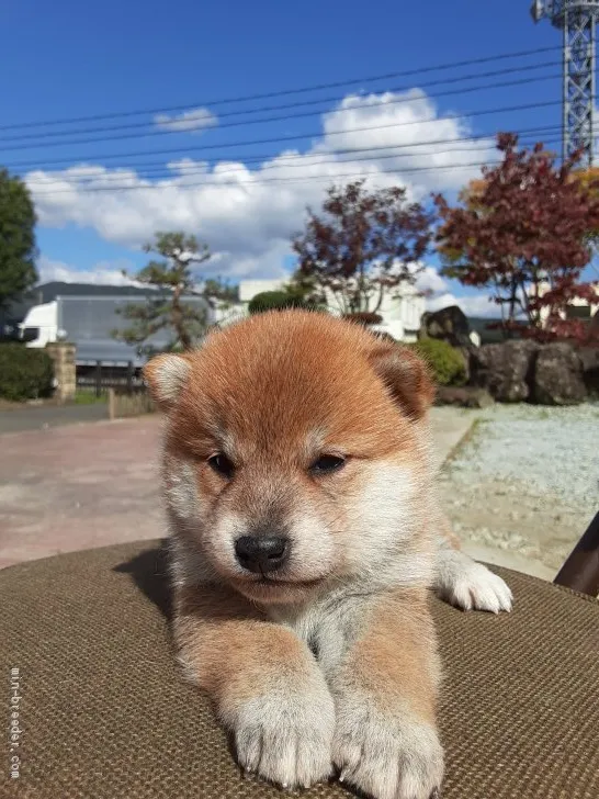 柴犬(標準サイズ)【宮城県・女の子・2020年9月21日・赤毛】の写真1「10/21日撮影」