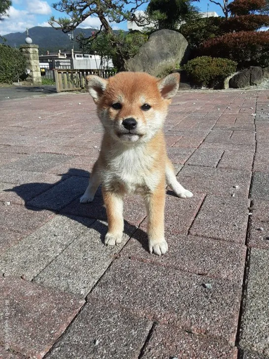 柴犬(標準サイズ)【宮城県・女の子・2020年9月2日・赤毛】の写真1「10/21日撮影」