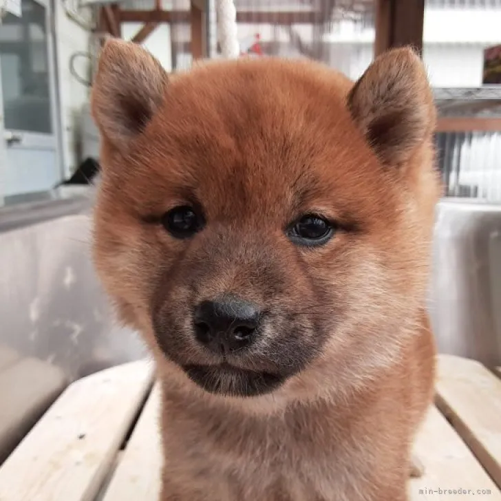 柴犬(標準サイズ)【宮城県・女の子・2023年3月19日・赤毛】の写真1「4月30日撮影」