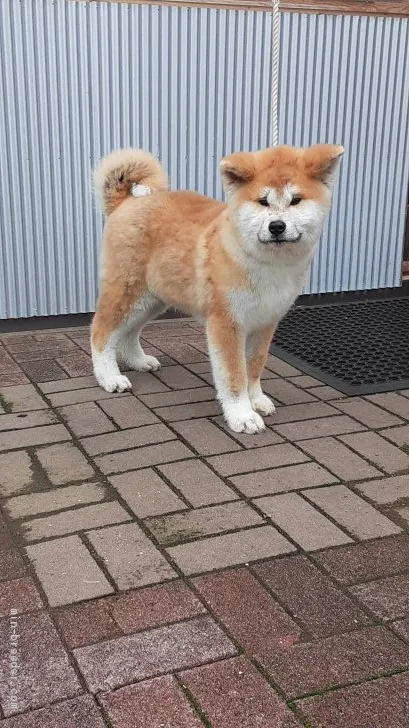 秋田犬【宮城県・男の子・2019年12月1日・赤毛】の写真1