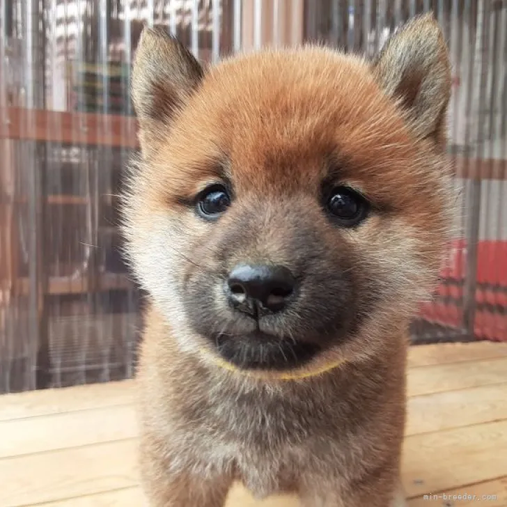 ミモザ 様のお迎えした子犬