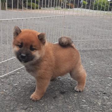 柴犬(豆柴)【宮城県・男の子・2022年8月8日・赤毛】の写真「おっとりした子です！」